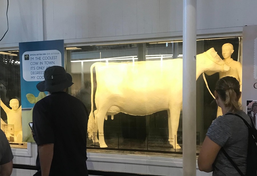 Iowa State Fair butter cow.
