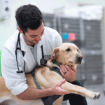 Vet with yellow lab