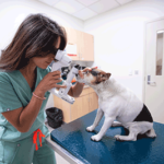 vet examining dog's eyes