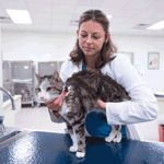 Vet examining cat